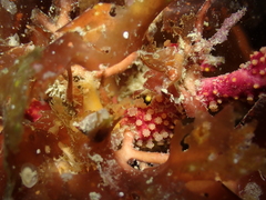 Alcyonium coralloides