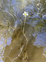 Ranunculus circinatus