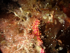 Alcyonium coralloides