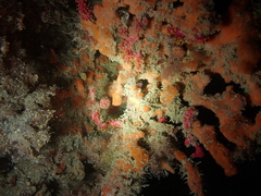 Alcyonium coralloides