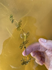 Ranunculus circinatus