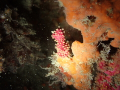 Alcyonium coralloides