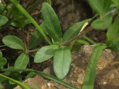 Blepharis maderaspatensis