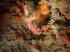 Alcyonium coralloides