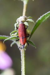 Rhodobaenus sanguineus