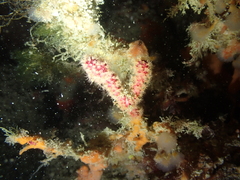 Alcyonium coralloides