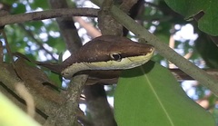 Oxybelis microphthalmus