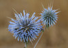 Spiny Globe-Thistle - Photo (c) Frank Sengpiel, some rights reserved (CC BY), uploaded by Frank Sengpiel
