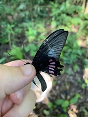 Parides neophilus