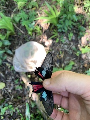 Parides neophilus