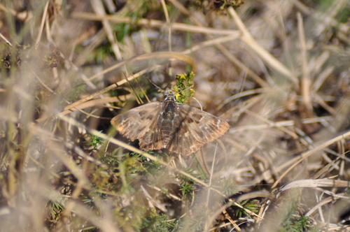 Carcharodus alceae alceae