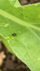 Ectmetopterus micantulus