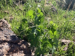 Cnidoscolus angustidens