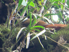 Pseudocolaptes boissonneautii