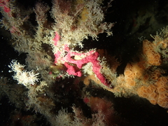 Alcyonium coralloides