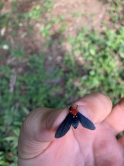 Psoloptera thoracica