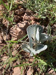 Asclepias nummularia