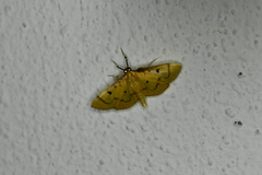 Lygropia tripunctata