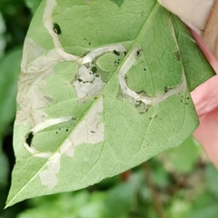 Cosmopterix molybdina