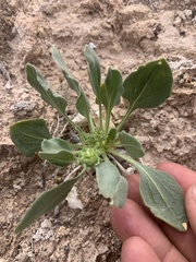 Enceliopsis nudicaulis