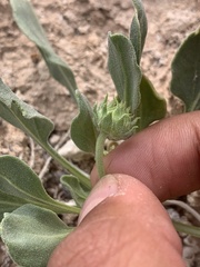 Enceliopsis nudicaulis