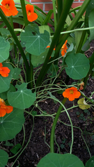 Tropaeolum majus