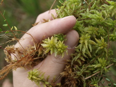 Sphagnum