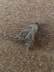 Abablemma bilineata