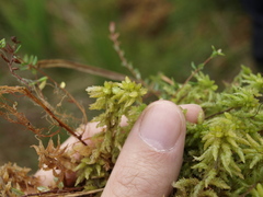 Sphagnum