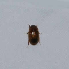 Cymbiodyta bifidus
