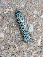 Automeris cecrops pamina