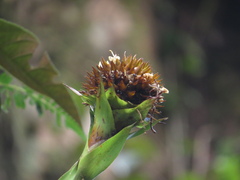 Guzmania triangularis