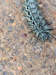 Automeris cecrops pamina