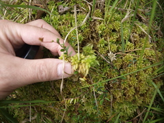 Sphagnum