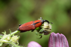 Rhodobaenus sanguineus