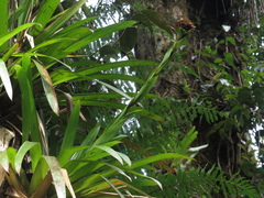 Guzmania triangularis