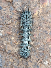 Automeris cecrops pamina