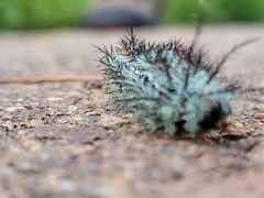 Automeris cecrops pamina