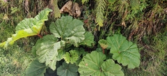 Gunnera insignis
