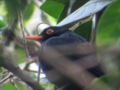 Turdus serranus