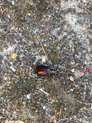Coleoptera