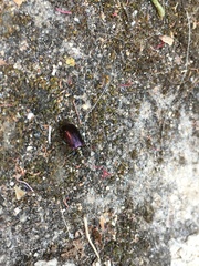 Coleoptera
