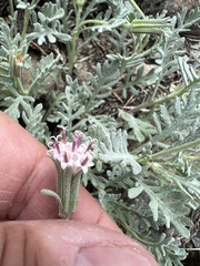 Chaenactis thompsonii