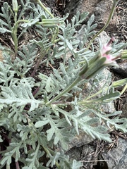 Chaenactis thompsonii