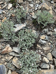 Chaenactis thompsonii