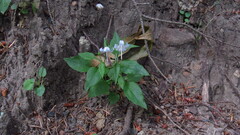 Campanula scouleri