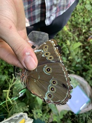 Morpho achilles