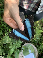 Morpho achilles