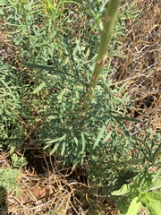 Hymenothrix loomisii