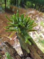 Spongilla lacustris